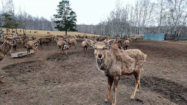 Лесная ферма Акмарал в поселке Бурабай, мараловая ферма, благородные олени из Красной книги