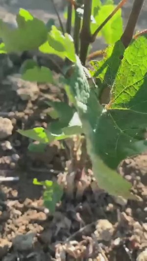 Уход за молодыми насаждениями винограда.