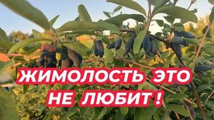 Что не любит жимолость? 6 главных ошибок при выращивании, которые губят урожай