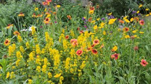 Клумбы во дворе ЖК в центре Белгорода в середине июня 🌼 🌸 🌻 🌹 🏵