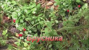 Юрий Старцев Брусника