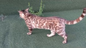 Индиго Леопольд