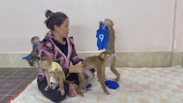 Обезьянки 4 ЛАПУСЕЧКИ в очереди к маме одеваться Сами смешно одеваются СМЕХОПАНОРАМА