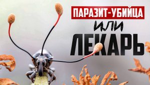 Кордицепс. Удивительные свойства гриба-убийцы насекомых