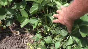 Плодоношение сортов клубники, сбор клубники 17л.