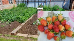 Сад-огород. Дела кухонные и ответы на комментарии. 16.06.25