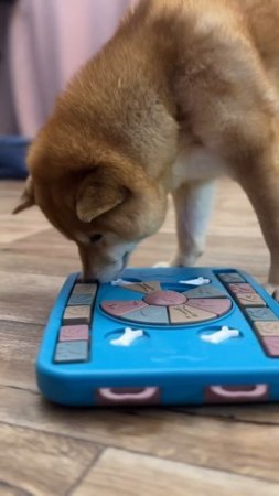 #siba #siba_inu #sibainu #柴犬 #сиба #сибаину #шибаину #шиба #шибаину #сибаину