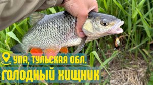 Упа, Тульская область. Попал на раздачу голавля, но засадил крузак в глину.