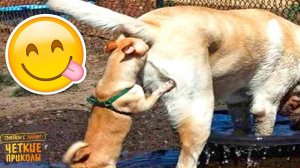 #27 😆😆😆ТОПОВЫЕ СМЕШНЫЕ МОМЕНТЫ С ЖИВОТНЫМИ / ПОПРОБУЙ НЕ ЗАСМЕЯТЬСЯ😆😆😆