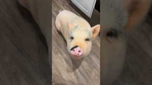 Поросята кушают