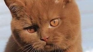 Классное видео о рыжем коте-308 выпуск