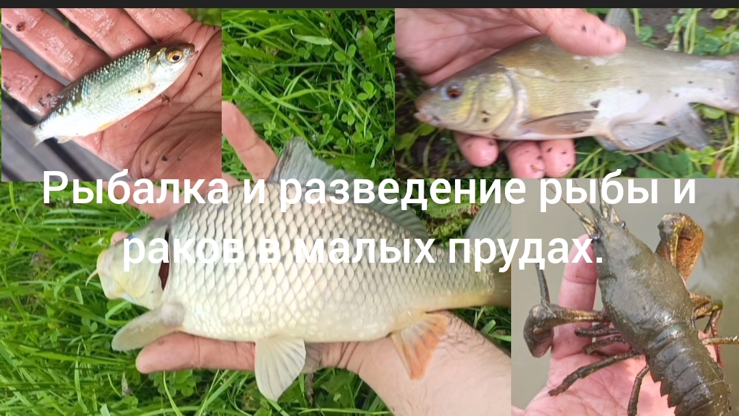 Рыбалка и разведение рыбы и раков в малых прудах.