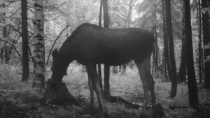 ДОМ ПОД ЗЕМЛЕЙ своими РУКАМИ - ЛОСЬ НА ПОРОГЕ, Защита ОКНА, ЛЕСТНИЦА, Ставим ДВЕРЬ - СТРОИМ Землянку