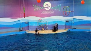 Сочи дильфинарий 10.06.2025