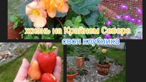 жизнь на Крайнем Севере/первые ягоды