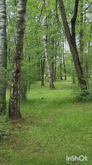 16-06-2026. Сижу на лавочке мечтаю, Вечерняя прогулка по лесу