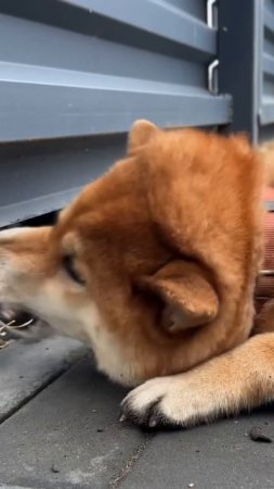 Осторожно, злая собака Ч.2 #柴犬 #siba #sibainu #柴犬 #сиба #сибаину #shibainu#犬服 #ペット用品 #子犬 #shibalove