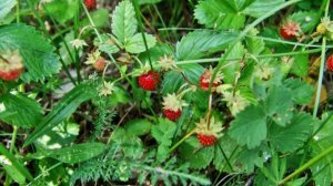 Барбоскин и ягоды