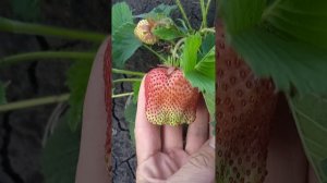 Клубника Гигантелла оправдывает свое название