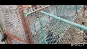 Дел много /как живут в русской деревне