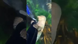 Подводный мир