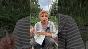 ЧЕМ БОЛЕЕТ ЛУК?!