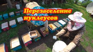 ПЕРЕЗАСЕЛЕНИЕ НУКЛЕУСОВ НА МАТОЧНИКИ.