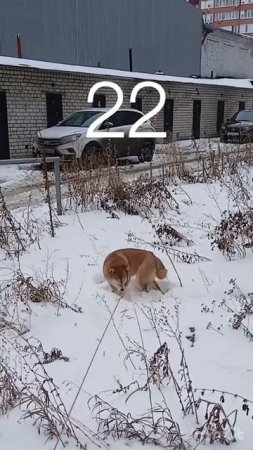 Крутится Земля , крутится сиба