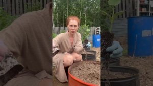Самая удобная посадка для кабачков.