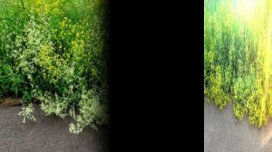 Травы луговые