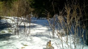 НОЧЬ в ЗЕМЛЯНКЕ с РЫЖИМ ЗВЕРЕМ - ВЕРНУЛСЯ в ДОМ ПОД ЗЕМЛЕЙ | Жизнь в ТАЙГЕ - Лесные