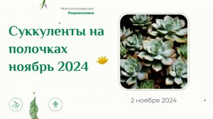 Мои суккулентные полочки, ноябрь 2024.