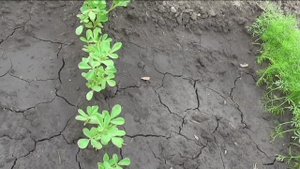 Зелень на моем участке в середине июня