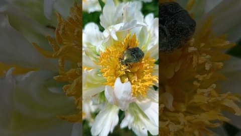 В этом цветке вся его жизнь! #ЕленаЛандочкина #Красота #Спокойствие #ЛичностныйРост #Музыка Души