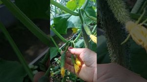 огурцы Конни f, Кураж f, Махаон f
