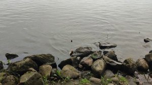 Ловля Леща на Фидер