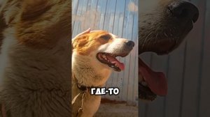 Преданная дважды, но все еще верит в любовь! | Чапа