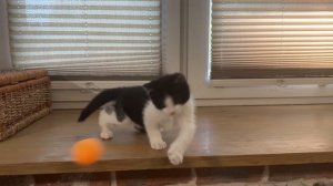 Красивый котенок мальчик 1,5 месяца