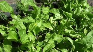 Щавель на семена в середине июня