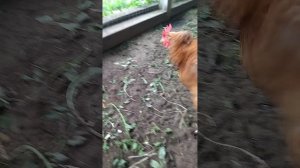 1000019556.mp4
