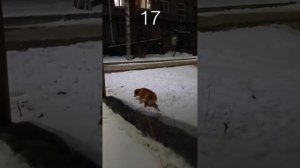 Ваша сиба тоже долго ищет туалет? Что ей надо?