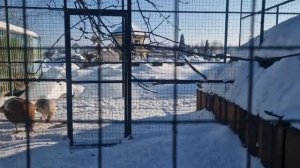ЗИМНЯЯ ЖИЗНЬ ЗАГОРОДНОГО КЛУБА - «СЕКРЕТЫ ИХТИОЛОГА»  ВЫПУСК №1