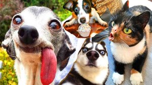 #25 😆😆😆ТОПОВЫЕ СМЕШНЫЕ МОМЕНТЫ С ЖИВОТНЫМИ / ПОПРОБУЙ НЕ ЗАСМЕЯТЬСЯ😆😆😆