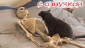Смешные коты с озвучкой! Попробуй не засмеяться
