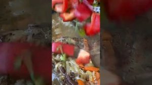 1000004269.mp4. ГОТОВИМ  НА ПРИРОДЕ