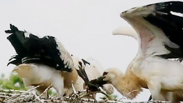 Подрастающие аисты конкурируют за пищу