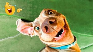 #30 😆😆😆ТОПОВЫЕ СМЕШНЫЕ МОМЕНТЫ С ЖИВОТНЫМИ / ПОПРОБУЙ НЕ ЗАСМЕЯТЬСЯ😆😆😆