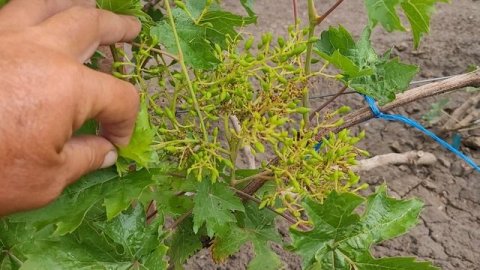 ВИНОГРАДНИК НА 16.06.2025г.(второй участок).