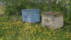 ГОРЬКИЙ МЕД авторская песня В.Попова  кавер Г Погорельская