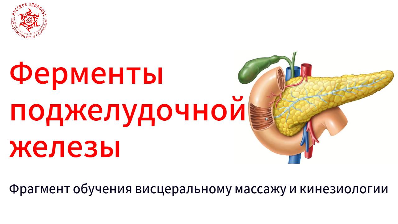 Ферменты поджелудочной железы.  Фрагмент обучения висцеральному массажу и кинезиологии